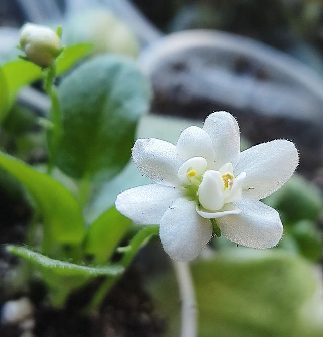 korshun_plants в LOOKY. . Первое цветение ещë ...