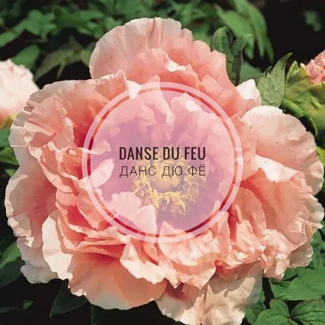 pion_volgograd в LOOKY. . 🌸Danse du Feu (Данс...
