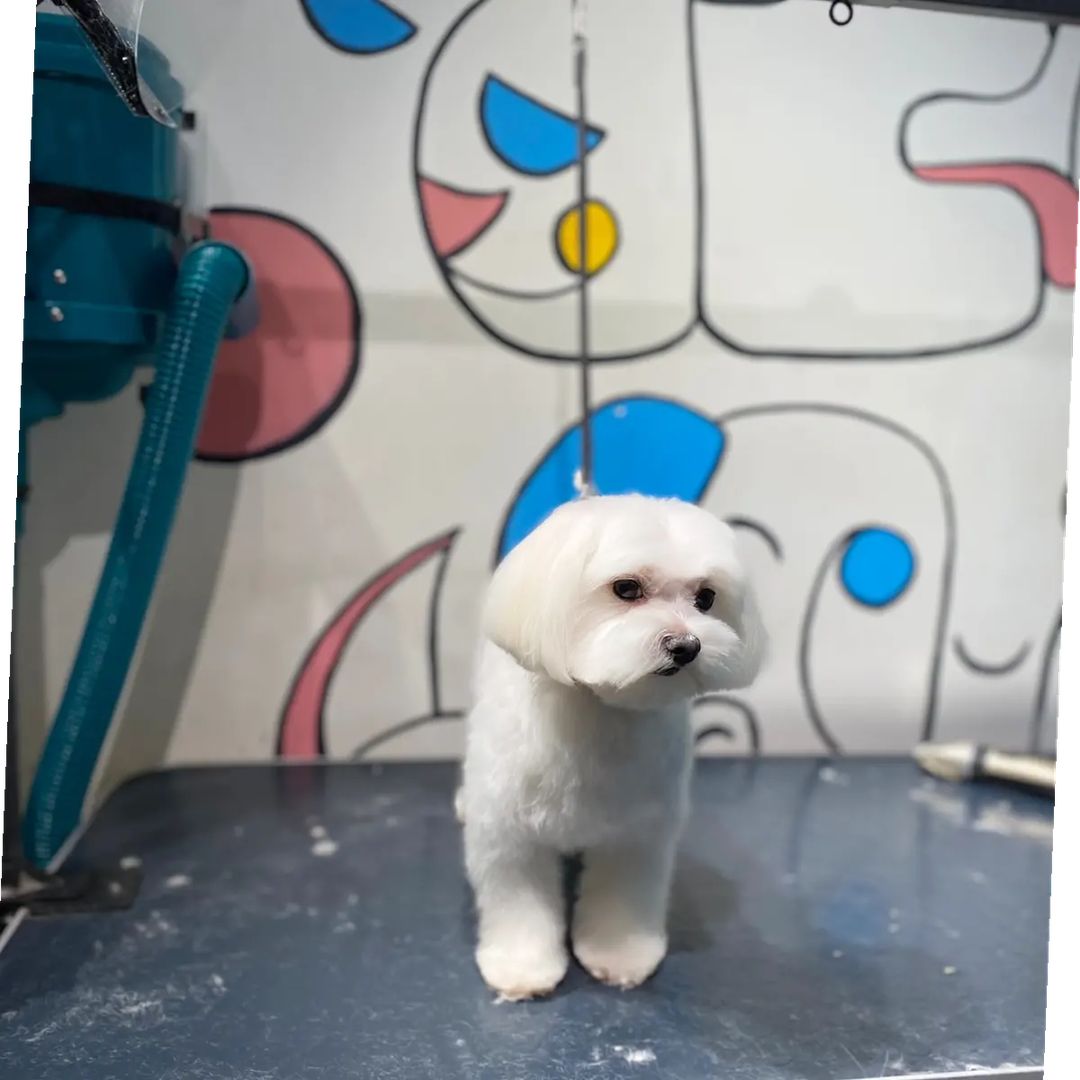 ourgroomingsalon в LOOKY — фото 2