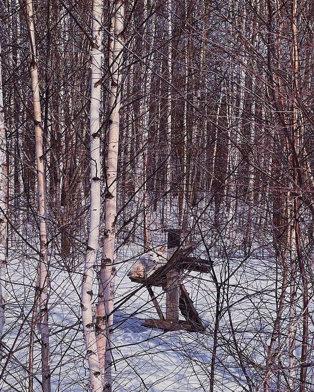 myfoxfamily в LOOKY. . Так мимикрировать по...