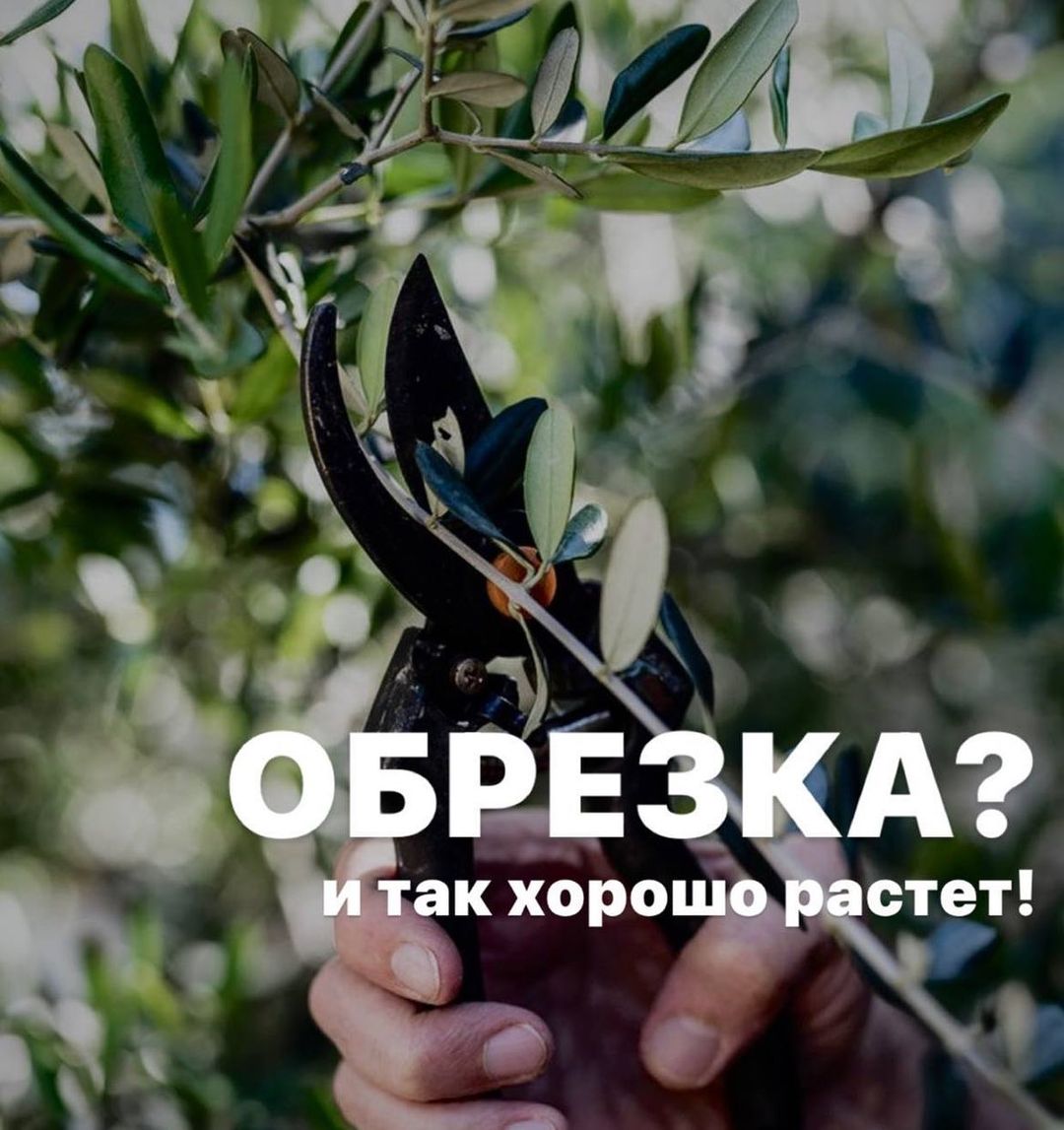 topalova.pro в LOOKY — А что, если не обрезать? 

Обрезка любых садовых растений яв