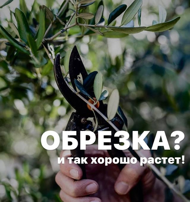 topalova.pro в LOOKY. #уходзасадом,#яблоня,#плодовыедеревья,#садовник. А что, если не обрез...