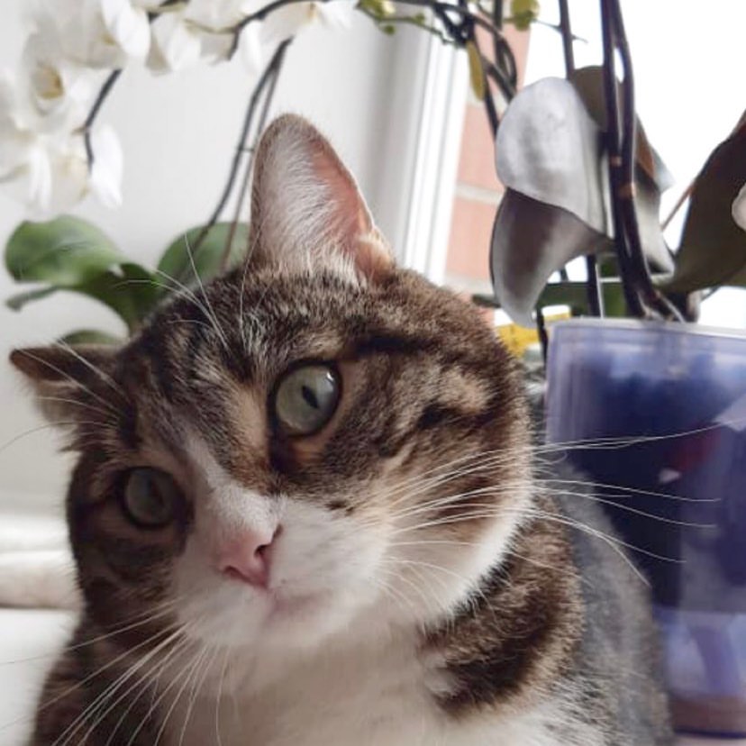 marsik_cat_playful в LOOKY — Я очень любознательный кот, всегда с любопытством разглядыва