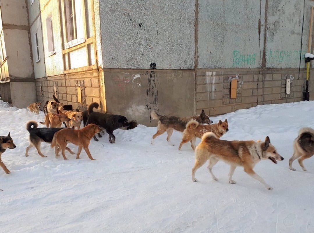 ✔️ Бродячие собаки напали на мужчину в Хабаровске ...

На улице Урицкого в районе домов № 16а и 22 собаки окружили человека и повалили на землю. Благо мужчина неробкого десятка, а потому смог быстро подняться и отбиться от нападавших. После произошедшего он обратился в травмпункт, где ему оказали первую помощь.

Как рассказал пострадавший, там находилась женщина с кастрюлей, которая кормила собак. По словам зоозащитников, именно она возможно спровоцировала агрессию животных.

Человека, который регулярно подкармливает, животные защищают. Если так то вина лежит именно на женщине, которая на пути следования людей организовала собачью столовую. 

Прокуратура Индустриального района проводит проверку по данному случаю.

✅ @bigbroreal_khv