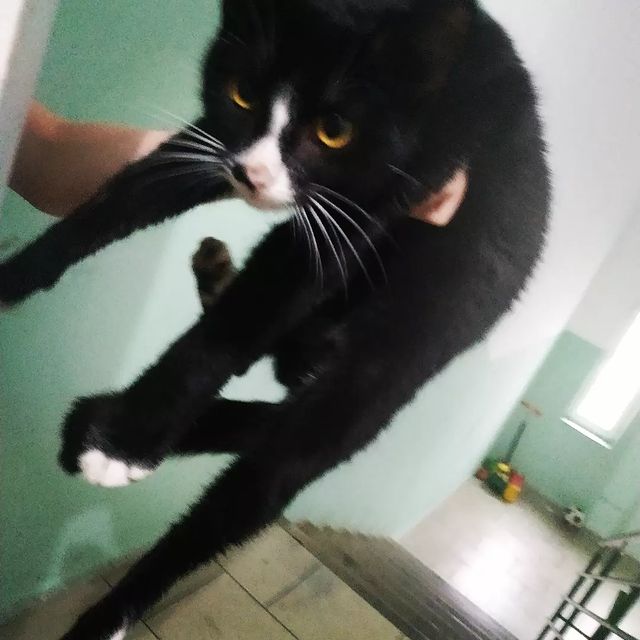 le_ro_k3140 в LOOKY. . Бедная кошечка 😭😓 ...