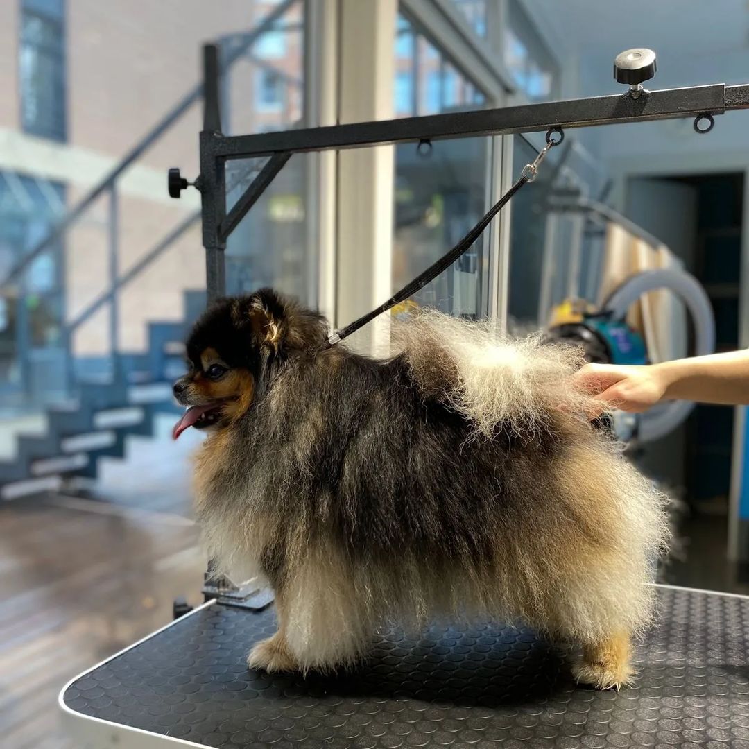 ourgroomingsalon в LOOKY — фото 2