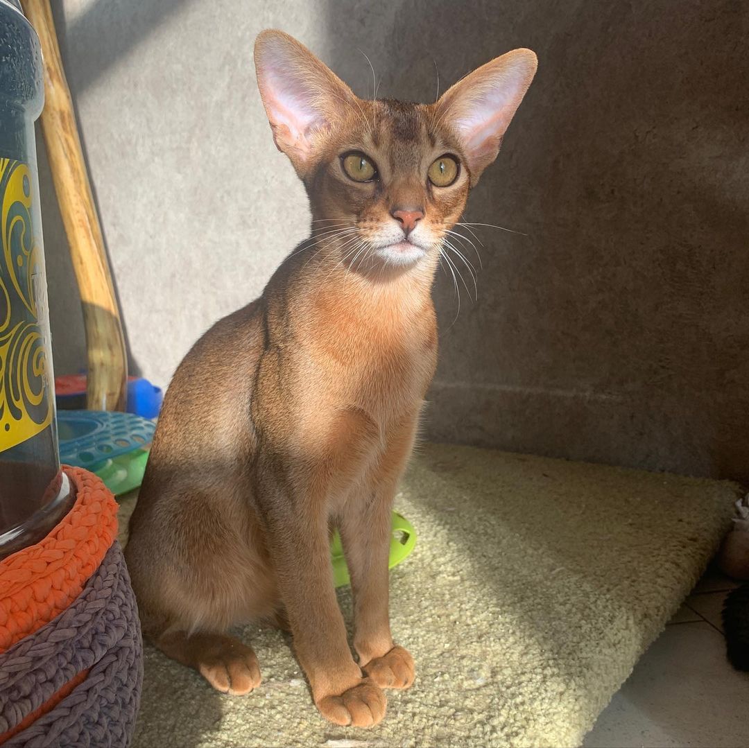 leo_minor_aby_cattery_cfa в LOOKY — фото 2