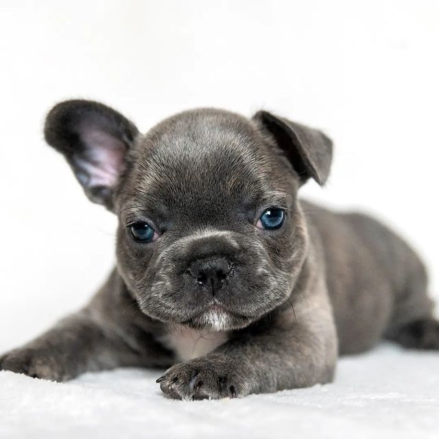 luna.french_family в LOOKY. #французскийбульдог,#щенокнапродажу,#щенокфранцузик,#щенокфранцузскогобульдога,#щенкифранцузскогобульдога,#puppiesofinstagram,#puppyfrenchbulldog,#щенкимосква,#щенкинапродажумосквамосковскаяобласть,#щенкикраснодар,#щенокфранцузкогобульдога. Привет, я ДЭФ! Самый...