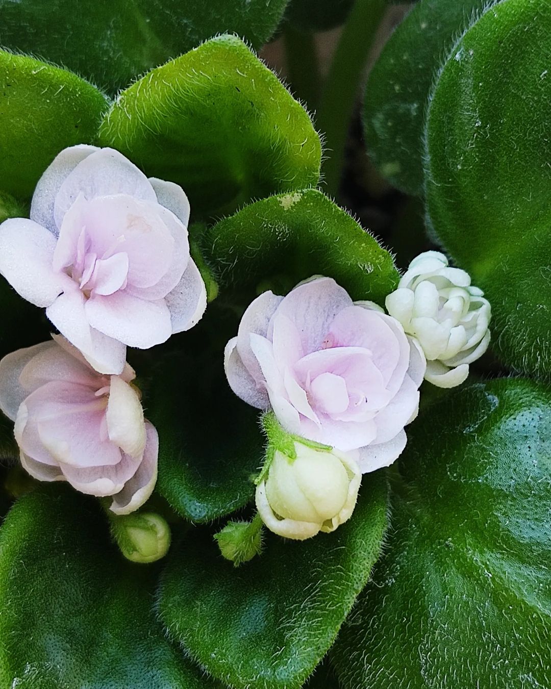 korshun_plants в LOOKY — фото 1