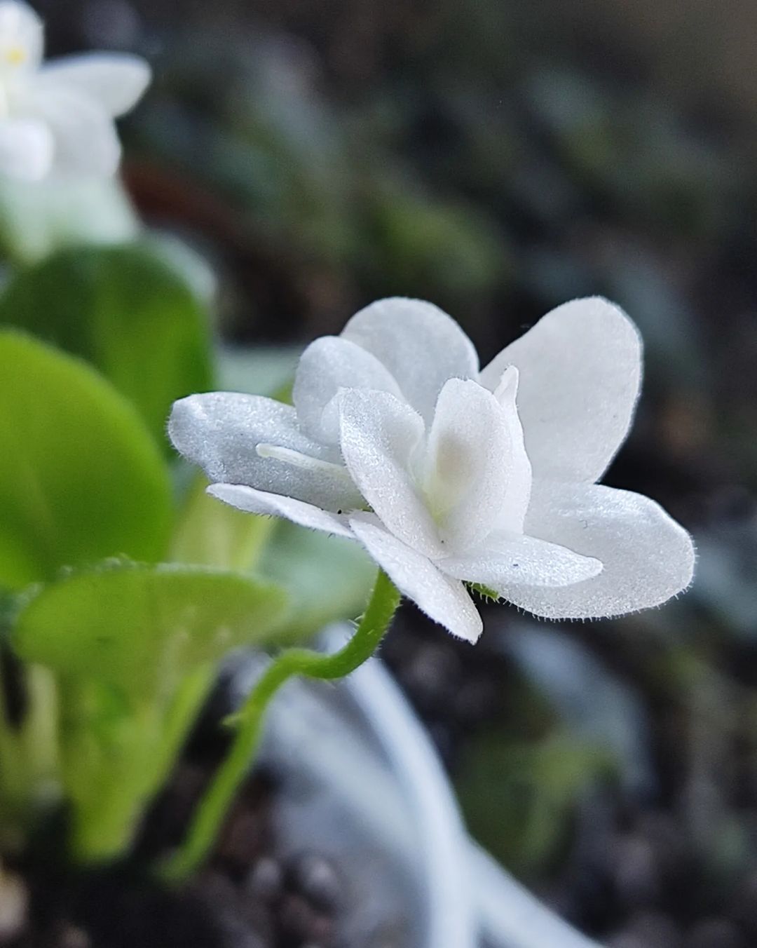 korshun_plants в LOOKY — фото 3