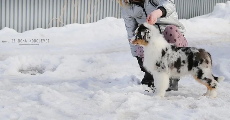 iz_doma_korolevoi_kennel в LOOKY — фото 7