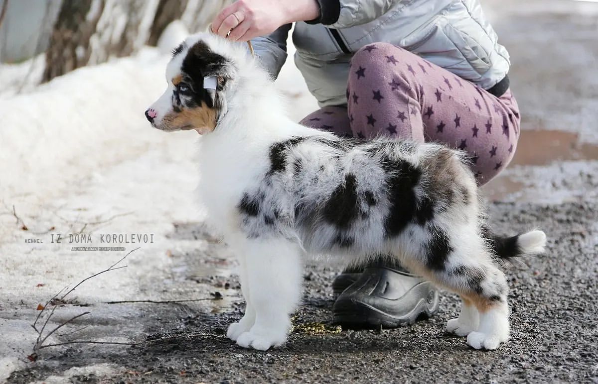 iz_doma_korolevoi_kennel в LOOKY — фото 2