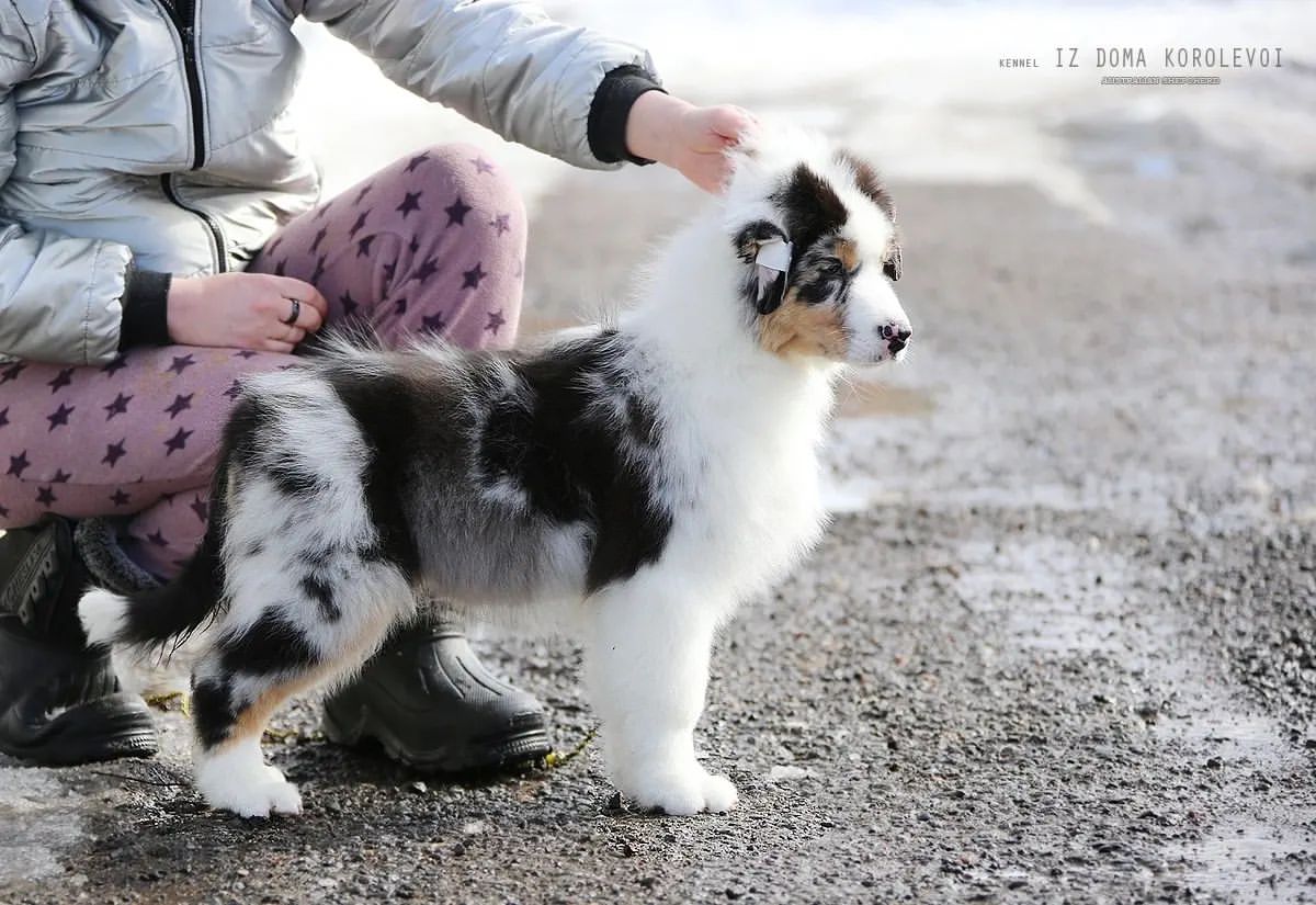 iz_doma_korolevoi_kennel в LOOKY — фото 5