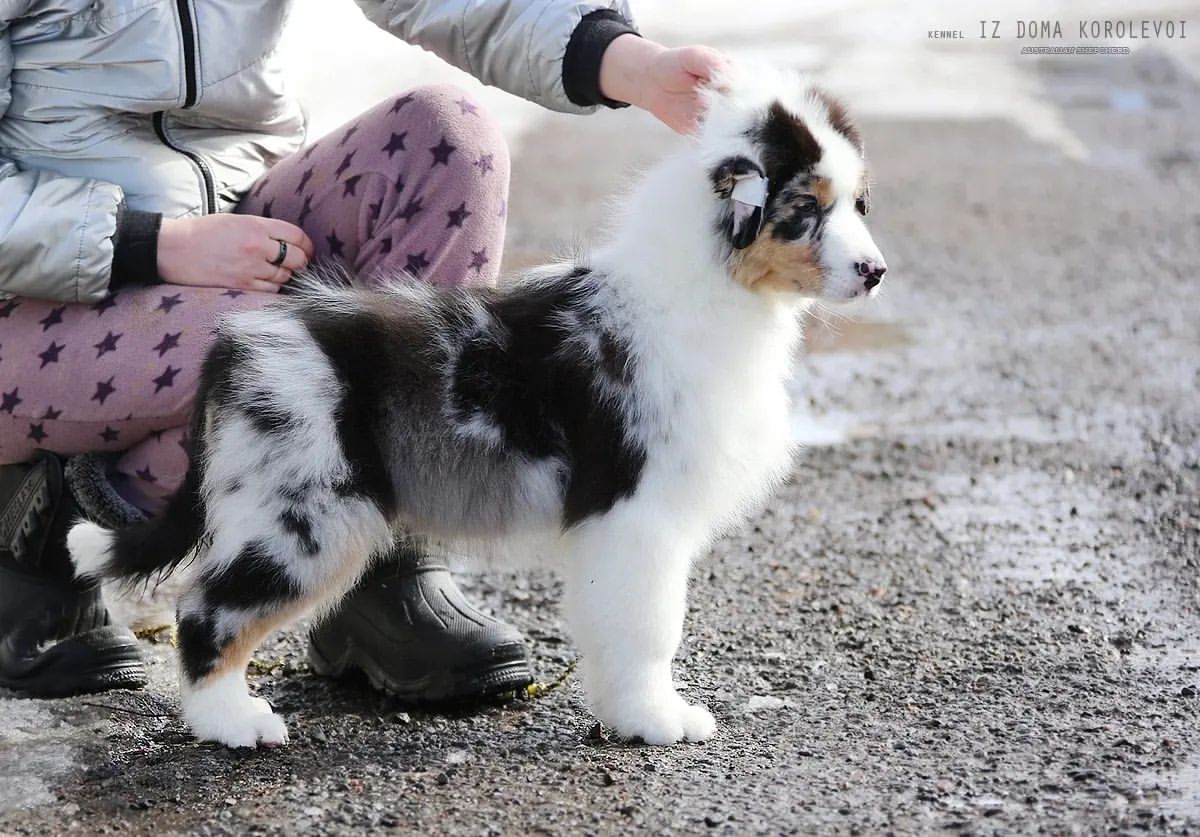 iz_doma_korolevoi_kennel в LOOKY — фото 4