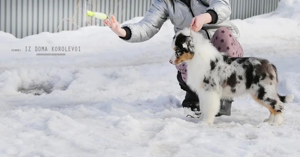 iz_doma_korolevoi_kennel в LOOKY — фото 6