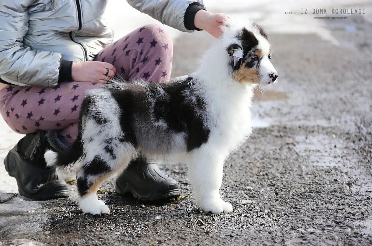 iz_doma_korolevoi_kennel в LOOKY — фото 3