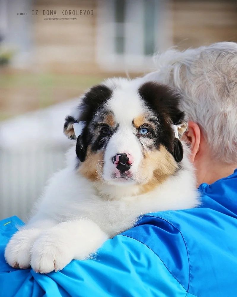 iz_doma_korolevoi_kennel в LOOKY — фото 4