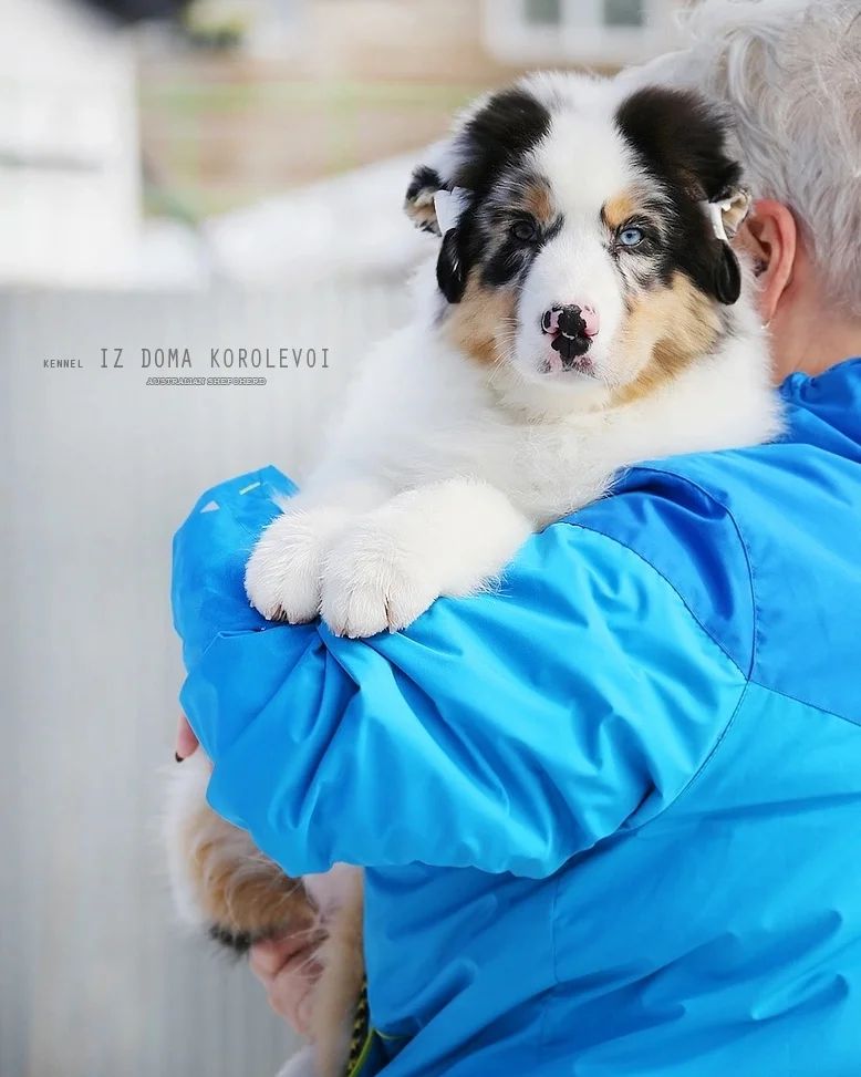 iz_doma_korolevoi_kennel в LOOKY — фото 3