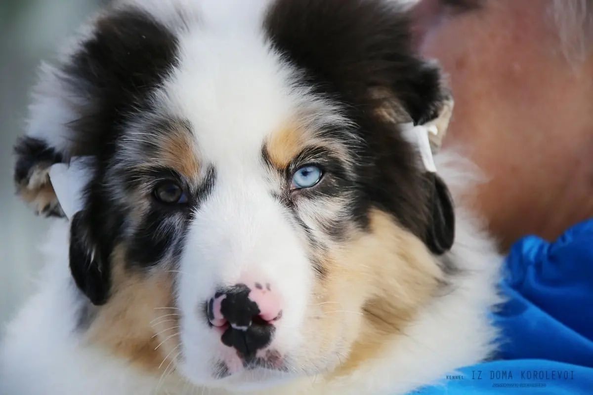 iz_doma_korolevoi_kennel в LOOKY — фото 3
