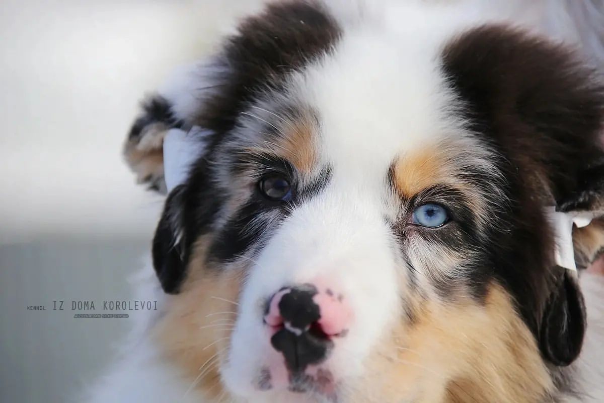 iz_doma_korolevoi_kennel в LOOKY — фото 2