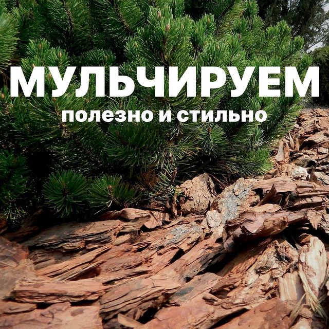 topalova.pro в LOOKY. . 🔸️Мульчирование поч...