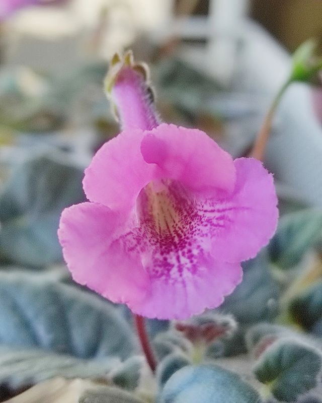 korshun_plants в LOOKY. . Хочу поделиться радо...