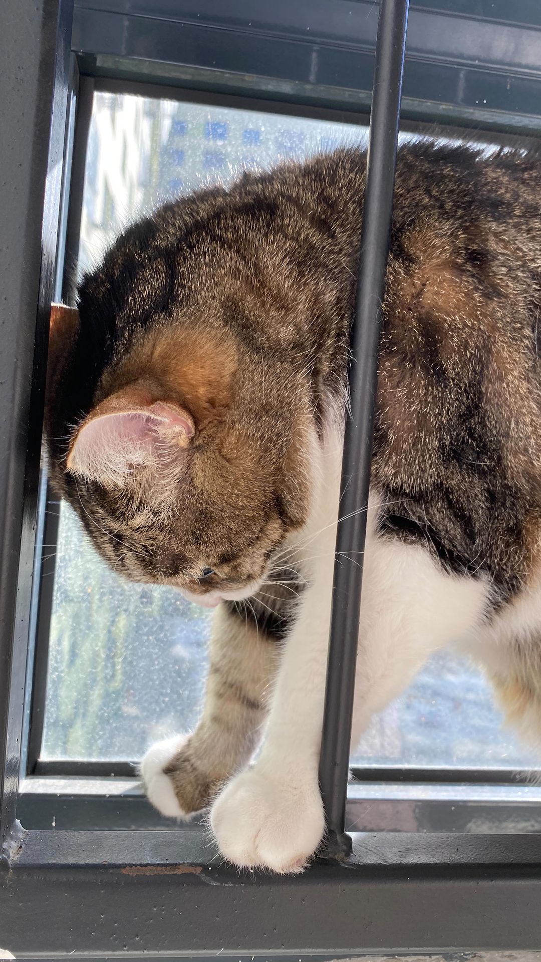 marsik_cat_playful в LOOKY. #cats,#cat,#thecat,#pet,#exstraycat,#catsofinstagram,#catstagram,#catlover,#instacat,#instacats,#catoftheday,#cute,#animals,#catlife,#cutecats,#lovecats,#catography,#catographer,#meow,#кот,#猫,#Katze,#котик,#instakitty,#feline,#fluffycat. Хоть и растолстел за...