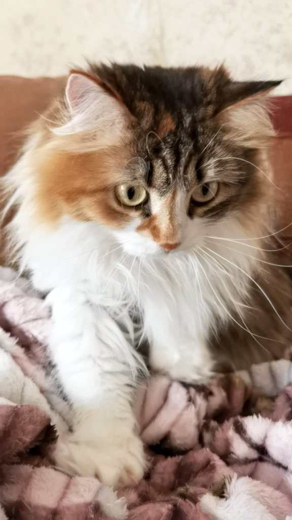 Daria Vyatkina в LOOKY. #кошка,#кошкамоя,#пушистик,#счастье,#cat,#sweetcat,#happy. Моя Яшма, мои пушист...