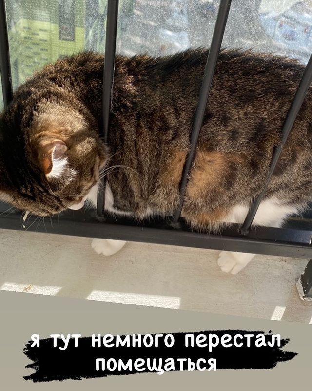 marsik_cat_playful в LOOKY. #cats,#cat,#thecat,#pet,#exstraycat,#catsofinstagram,#catstagram,#catlover,#instacat,#instacats,#catoftheday,#cute,#animals,#catlife,#cutecats,#lovecats,#catography,#catographer,#meow,#кот,#猫,#Katze,#котик,#instakitty,#feline,#fluffycat. Когда поправился на ...