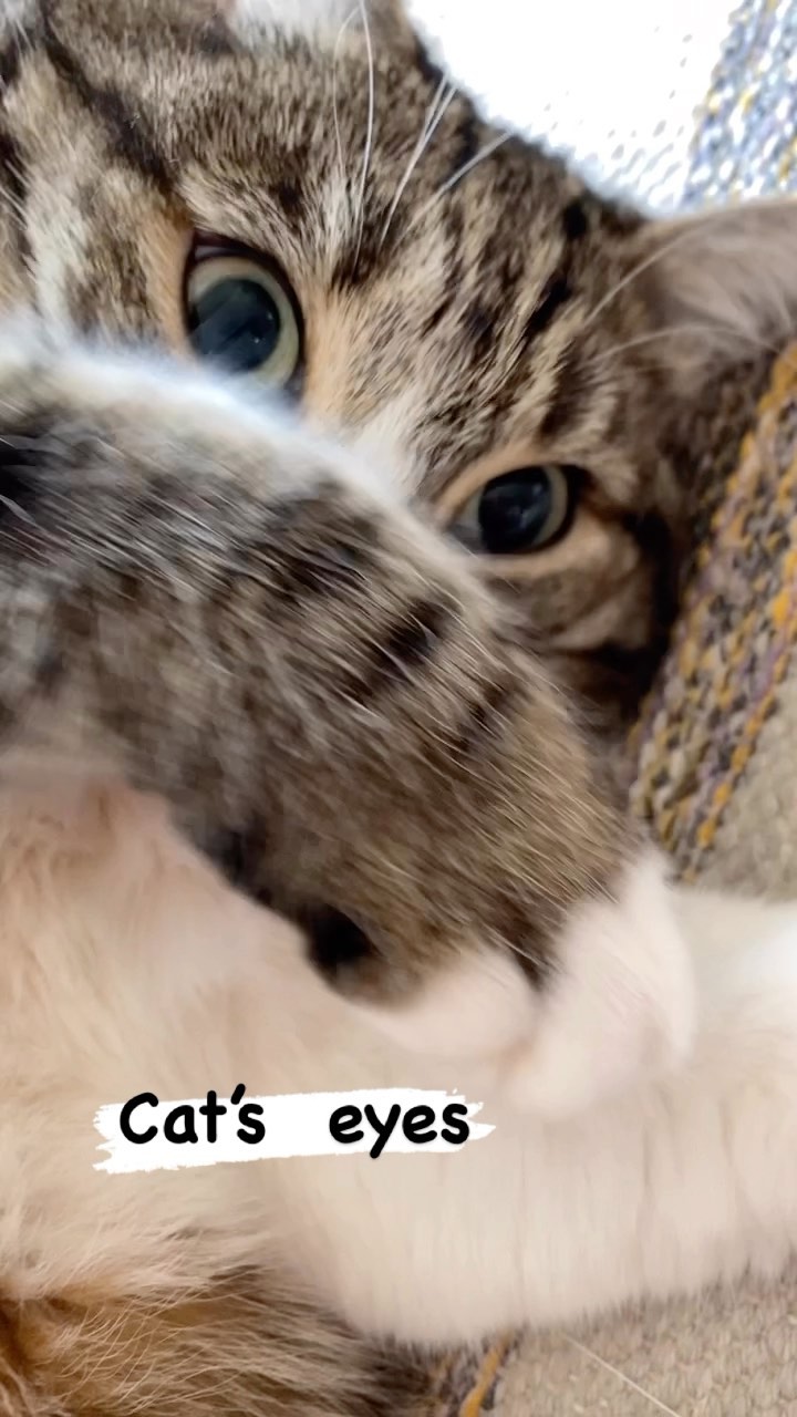 marsik_cat_playful в LOOKY. #cats,#cat,#thecat,#pet,#exstraycat,#catsofinstagram,#catstagram,#catlover,#instacat,#instacats,#catoftheday,#cute,#мойкот,#сладкийкот,#кот,#коты,#зрачки,#глаза,#весна. Как сужаются зрачки ...