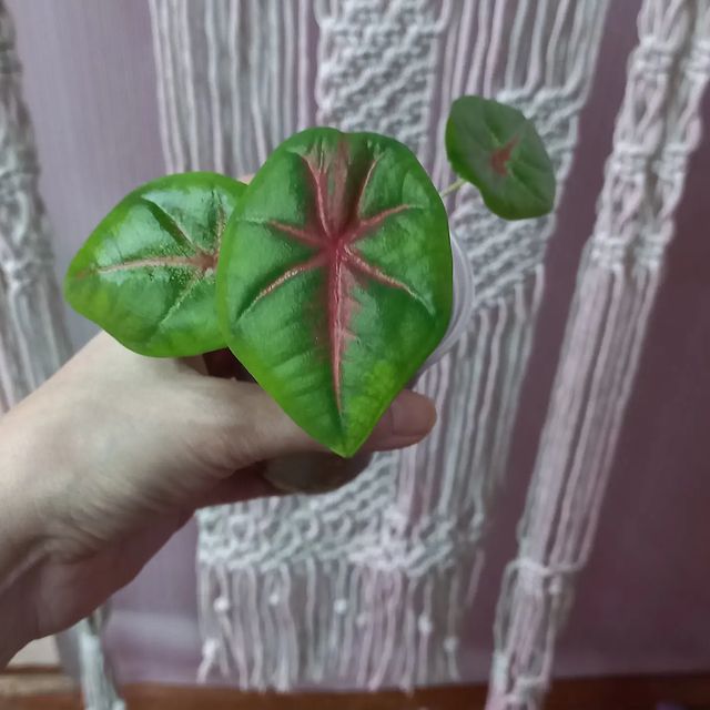 mandarinca.837 в LOOKY. #каладиум,#ульяновск,#комнатныецветы. Прекрасный, милый ма...