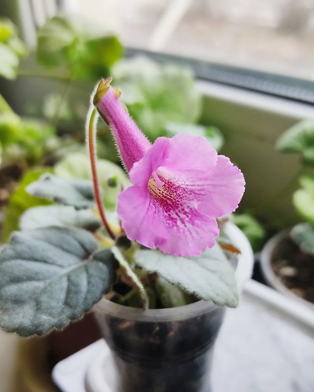korshun_plants в LOOKY. . Сеянцы минисиннингий...