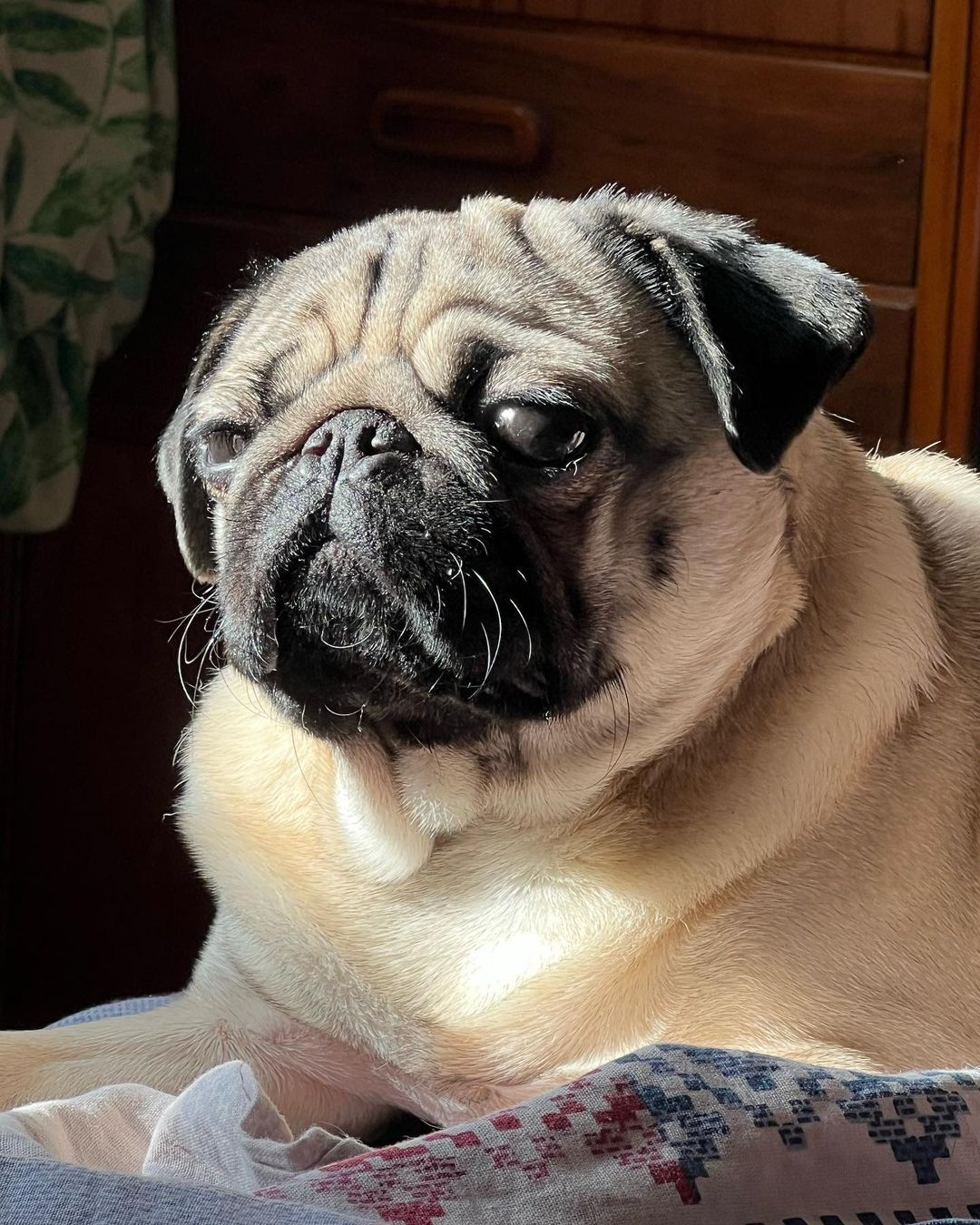 alethepug в LOOKY — Принимаю солнечные ванны😂