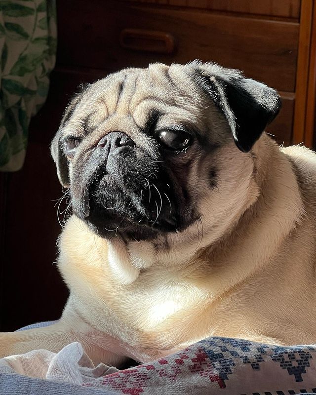 alethepug в LOOKY. . Принимаю солнечные в...