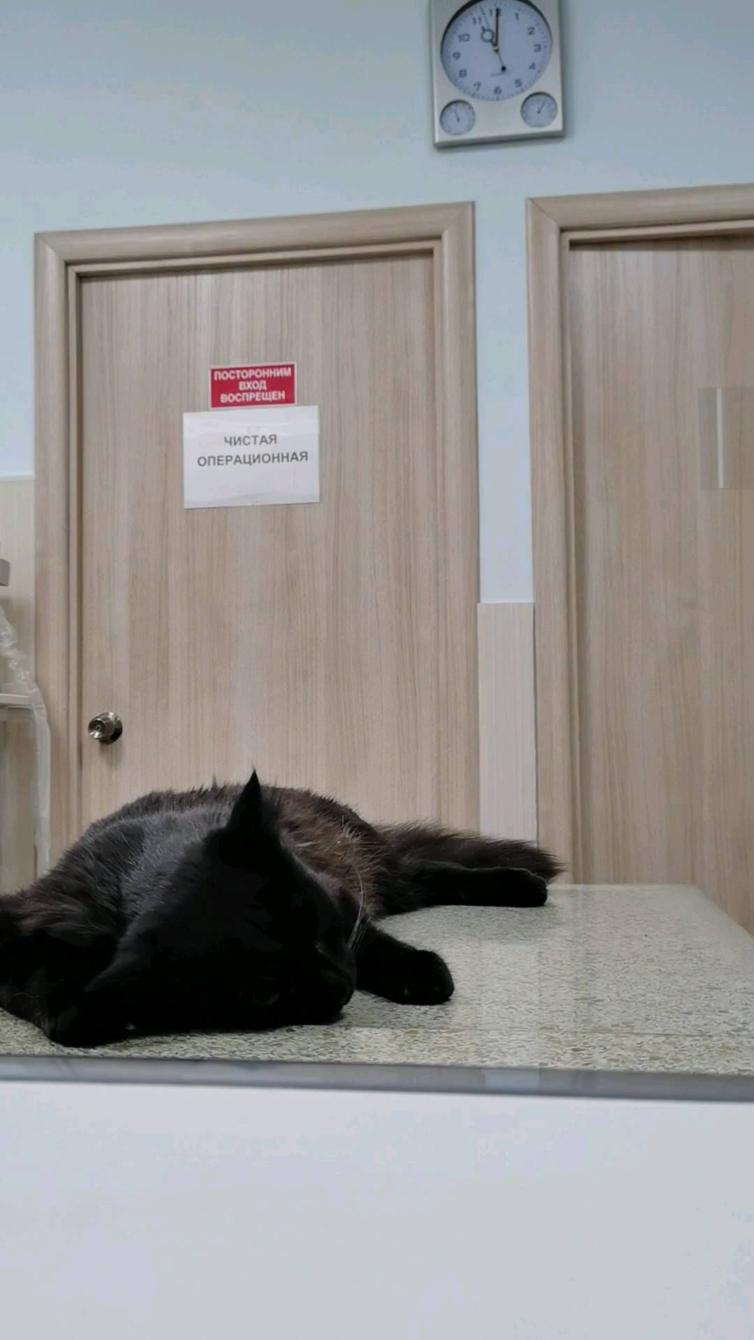 kondorvet_clinic в LOOKY. #открытыеокна,#безкупюр,#вк_кондор,#кондор,#кондорвет,#ветклиника. Как просыпается паци...