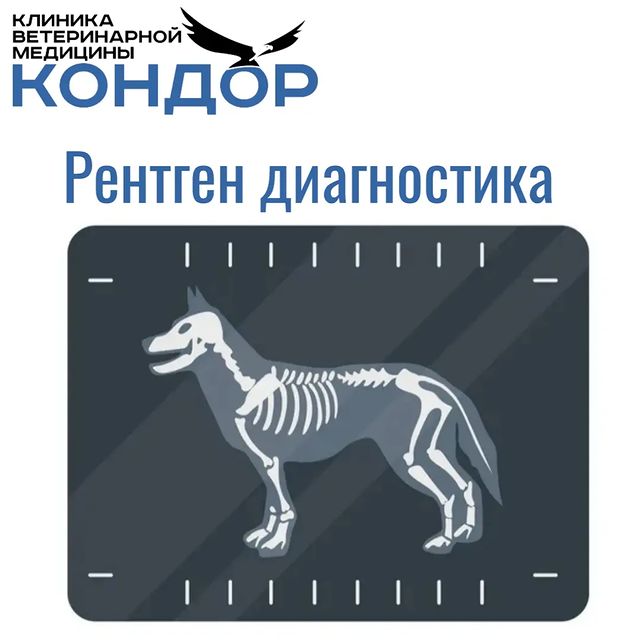 kondorvet_clinic в LOOKY. #новоеступино,#ветклиника,#кондор,#кондорвет,#рентген. Уважаемые владельцы!...