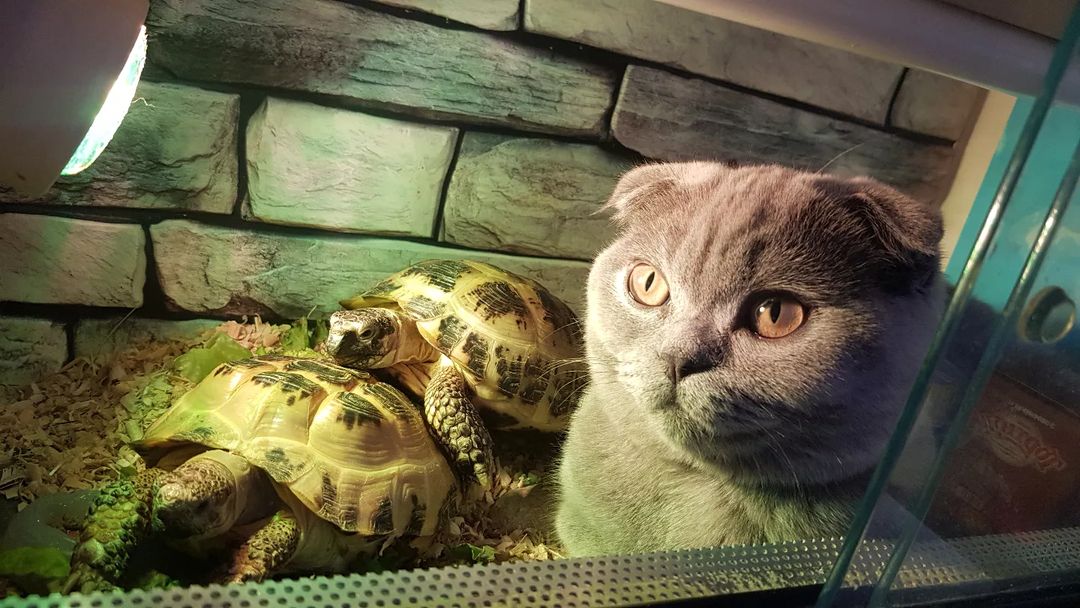 🤣🤣🤣🤣забыли закрыть террариум и Лаванда воспользовалась моментом 🐈🐢 и залезла к черепахам 🤣🤣🤣
В тесноте да не в обиде

#Викторияпобедительница #Викачемпион😎🏆
#ВИКТОРИЯПОПЕНКО