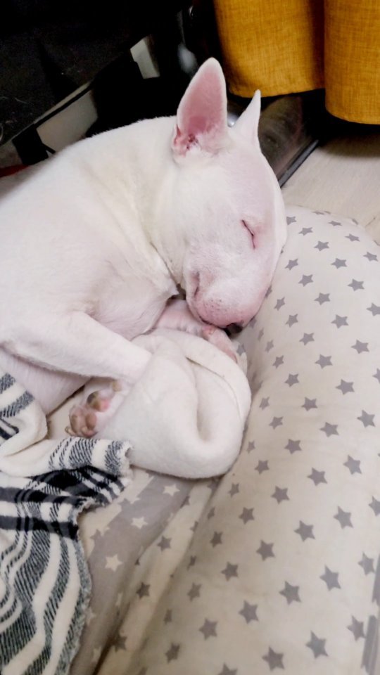 zubareva.marish в LOOKY. #bullterrier,#bull,#bullterriers. #bullterrier #bull #...