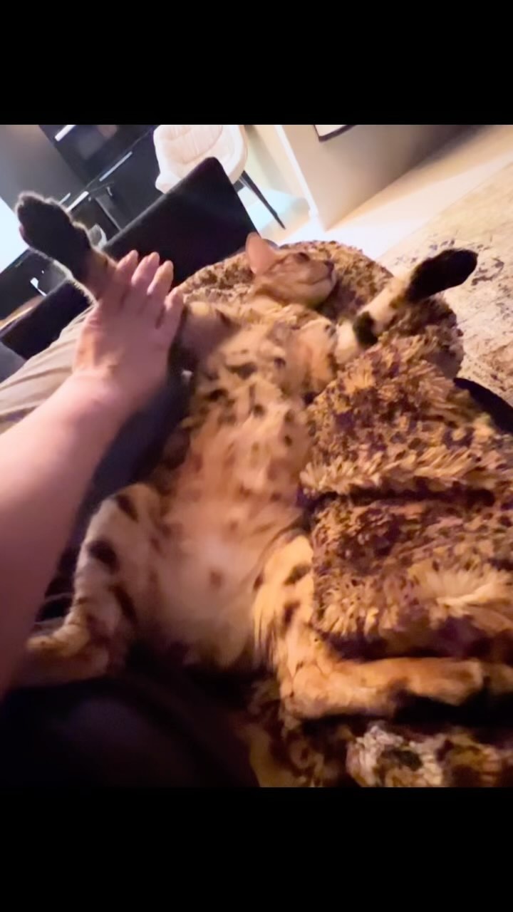 hunter.bengalcat в LOOKY. #бенгал,#bengal,#bengalcat,#бенгальскийкот,#бенгальскийкотенок,#кот,#cat,#котенок,#hunter,#хантер,#khan,#хан,#honey,#хани. 😼💤

#бенгал
#benga...