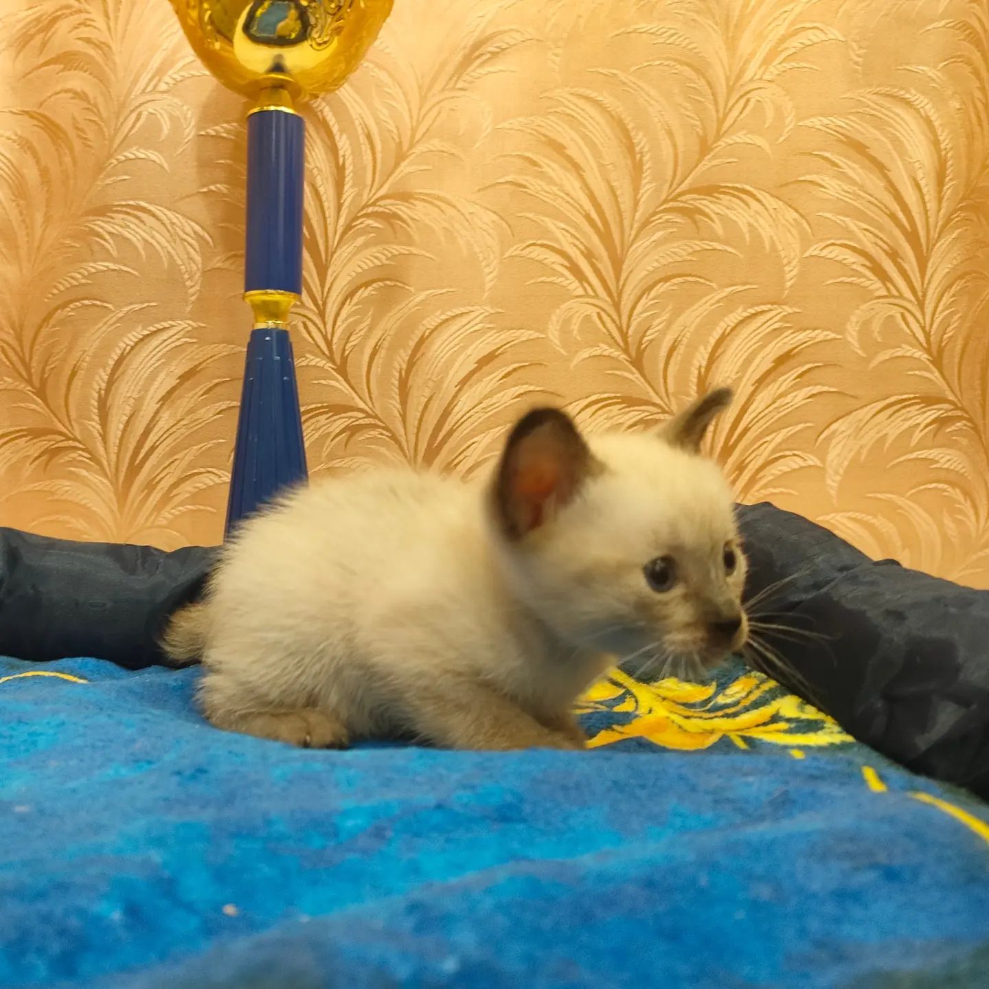 alinka_ganeeva в LOOKY — фото 3