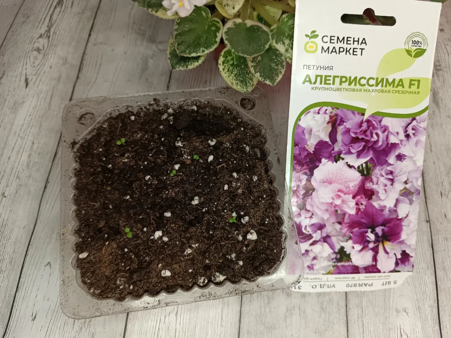 Петунии от @semena_market_pro 
С 100% всхожестью, что не может не радовать! 
Посев от 14.03
Всходы уже показались 20.03
5/5 семян
#тестсеменамаркет 
#петуния
#семенамаркет
#всхожесть
#тестирование
#петуния
#посевная2023
