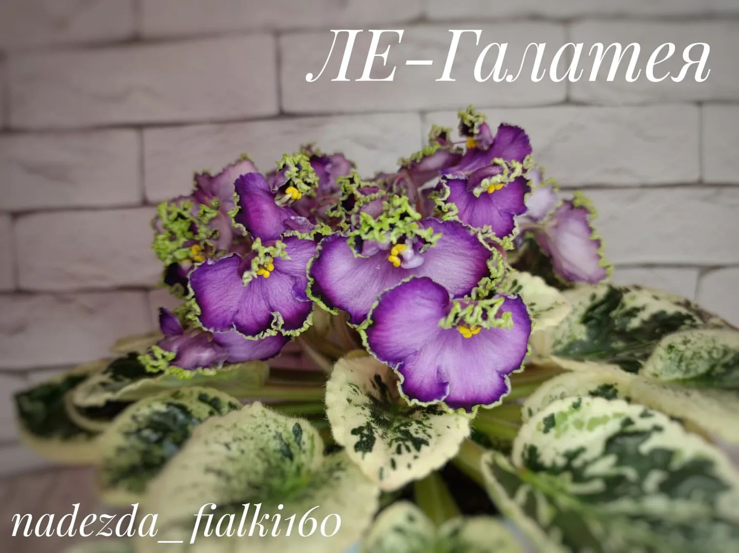 Яркие, фиалочные краски

#фиалки
#фиалкисортовые
#комнатныецветы
#хобби