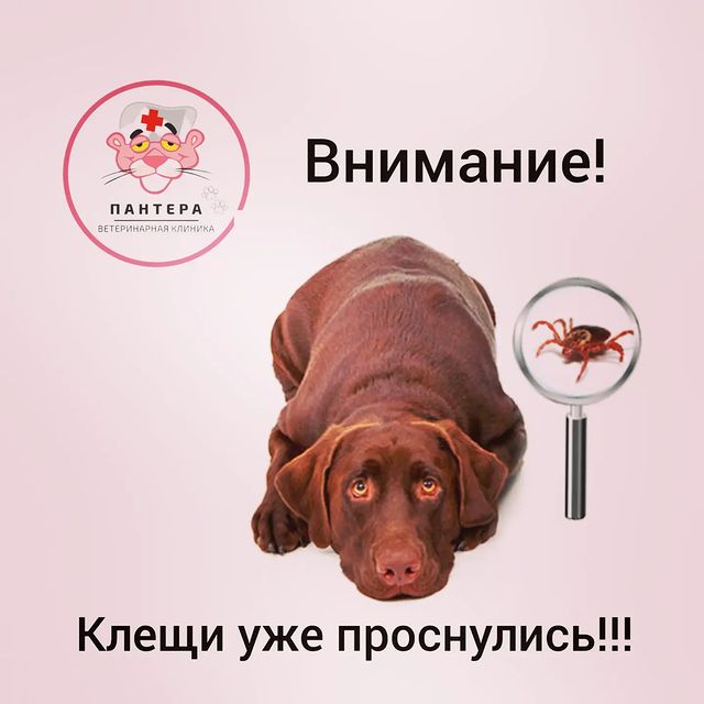 panteravet в LOOKY. #ветклиникабелоозерск,#ветклиникапантера,#воскресенскийрайон,#пироплазмозусобак,#клещиатакуют. ❗Появились первые пр...