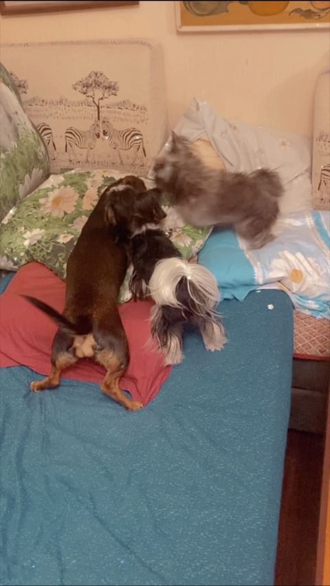 alisamoskow в LOOKY. #дворянин,#дворянка,#дворняжка,#anya.misha,#lubimyorkovru,#овчарка,#чебурашка,#такса,#таксы,#таксылучшиесобаки,#хочусосисочку,#dachshundsofinstagram,#dacshund,#dacshundlove,#dachshundpuppy,#yorkipoo,#йорк,#йоркирулят,#йоркимоялюбовь,#yorki,#yorkilove,#собака,#собакадругчеловека,#собакаулыбака,#dogs,#yorkie_town,#зорко_одно_лишь_сердце❤️❤️,#шокомерле,#шокомерлейорк,#голубыеглаза,#голубыеглаза. @yorkies.live  @lubi...
