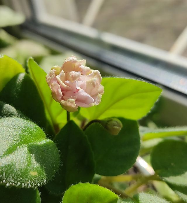 korshun_plants в LOOKY. . Солнечная фотосессия...