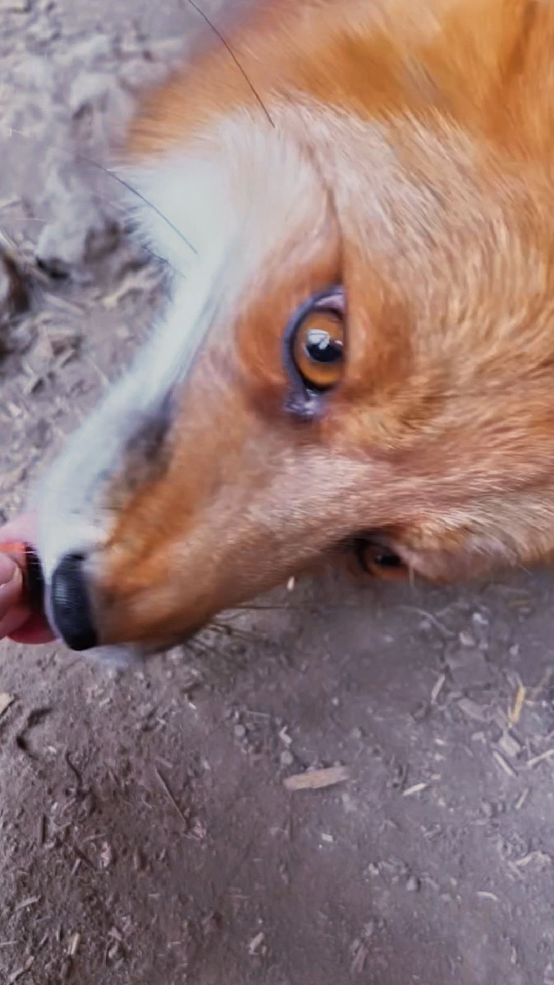 myfoxfamily in LOOKY. . У нас оттепель — при...