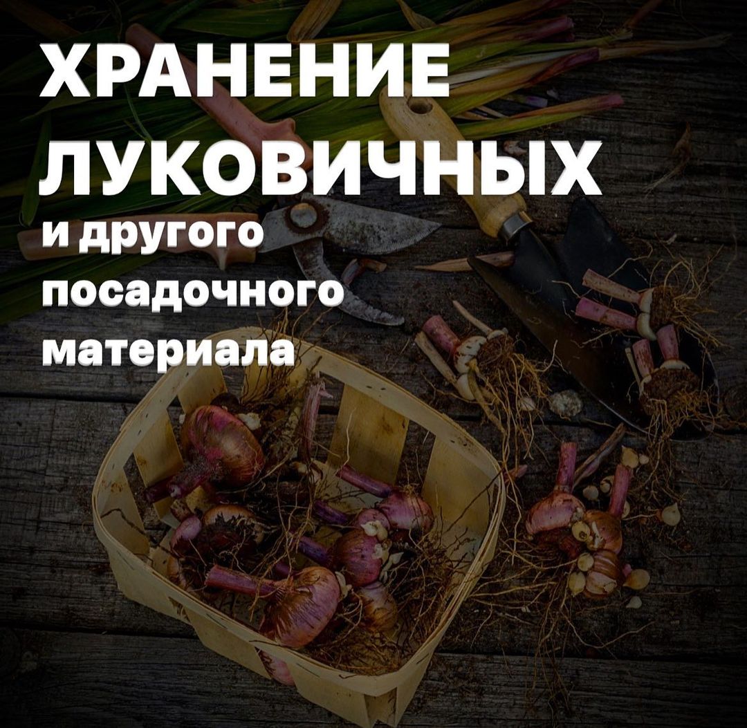 topalova.pro в LOOKY — 🌷 Хранение весеннего посадочного материала до посадки 🌷

Ч