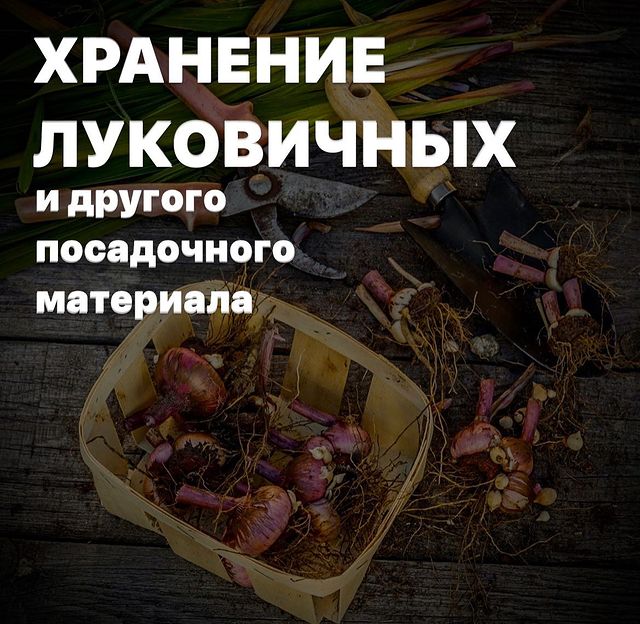 topalova.pro в LOOKY. #хранениелуковичных,#сажаемтюльпаны,#посадочныйматериал,#первоцветы. 🌷 Хранение весеннег...