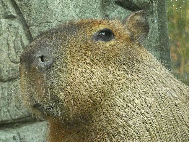 zoo_nvrsk_ в LOOKY. . null