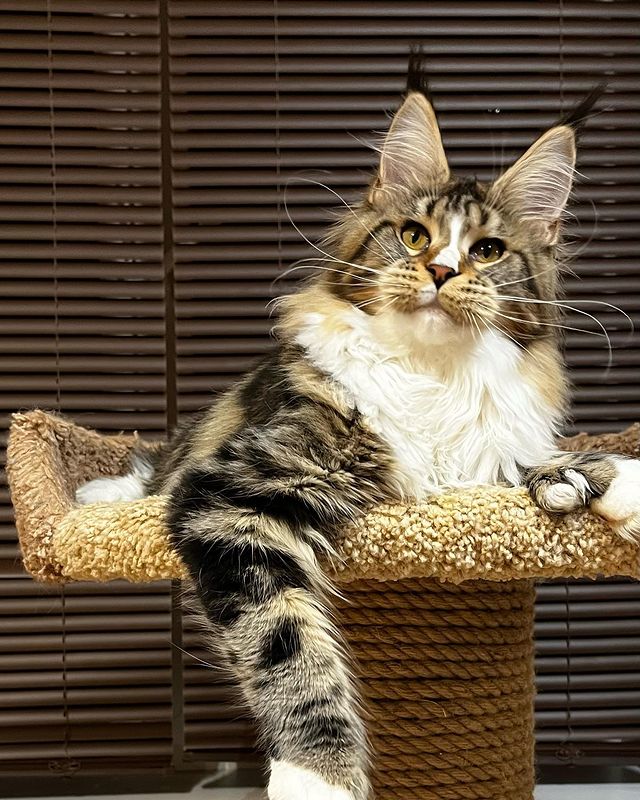 blackmaxhouse в LOOKY. #мейнкун,#мейнкункотята,#мейнкуны,#мейнкунмосква,#мейнкунырулят,#полидактильный_мейн_кун,#полидактильныймейнкун,#полидакт,#maincoonsofinstagram,#maincoon,#maincoonstagram,#maincooncat,#maincoonlovers,#maincoonkitten,#maincooncats. Мамочка наших деток ...